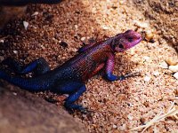 Red-Headed Agama Lizard